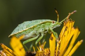 green insect on yellow flower