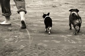 dogs with the owner on the beach