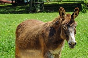 old donkey on the farm