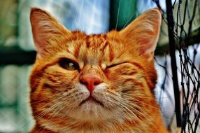 portrait of red cat with a closed eye