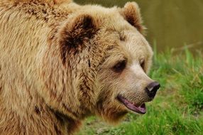 cute wild bear in the wildpark poing