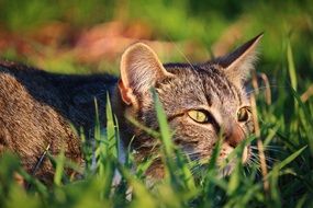 Cat in the grass close-up on blurred background