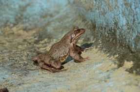 brown frog on a stone in nature