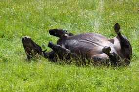 Horse on the pasture on a sunny day