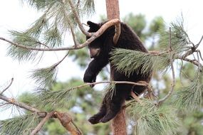 black teddy bear on a tree