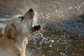 Yellow Labrador Retriever in the water