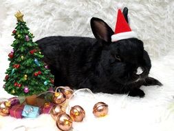 black rabbit on a christmas card