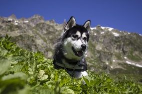 Husky Dog