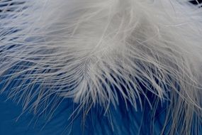 fluffy feather on the blue background