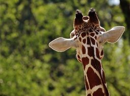 cute and beautiful Giraffe