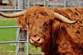 red bull with big horns on the farm