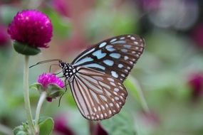 brown-white butterfly on a purple flower