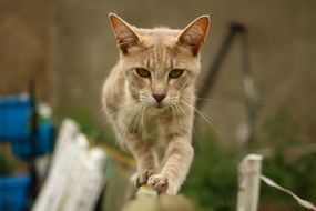 the cat is on the fence