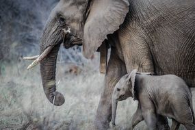 african elephant with cub in the wild