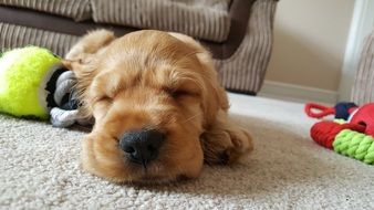 sleeping golden puppy