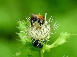 bee collects nectar from a flower