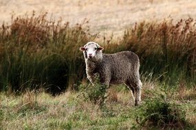 Sheep on pasture at autumn