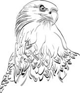 bird of prey head drawing