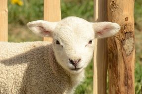 young lamb near the fence