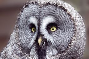 perfect beautiful Owl