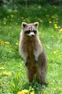 raccoon on a green meadow