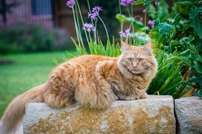 red MaineCoon