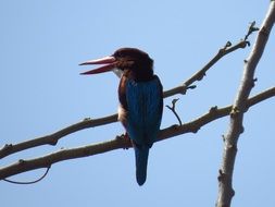 Kingfisher Bird