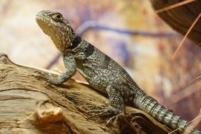 iguana with spiny tail close up