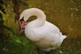 white swan in the green grass