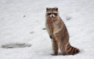 furry raccoon on the snow