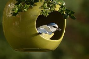 tiny blue tit in the garden