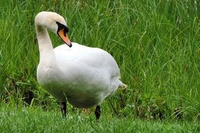 gorgeous beautiful Swan on a meadow