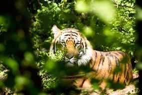 gorgeous aggressive Tiger in Wildlife portrait
