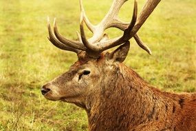 perfect beautiful Deer