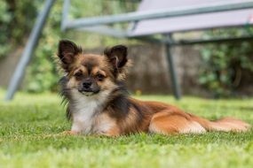 small chihuahua dog on grass