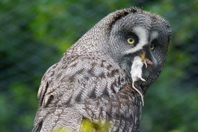 grey owl with mouse in beak