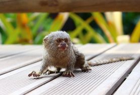 Cebuella pygmaea, Small Monkey