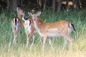 deer in the field