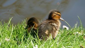 brown ducklings on green grass