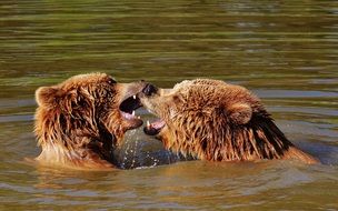 brown bears in the water