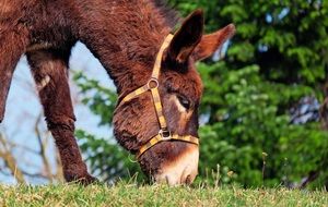 Donkey is eating grass