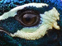 Peacock Eye Close up