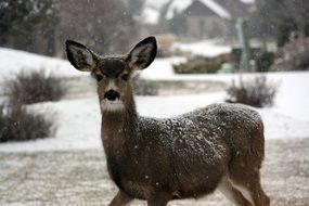 White Deer DOE