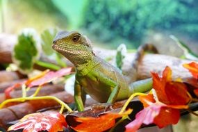 Chinese Water Dragon in the wildlife