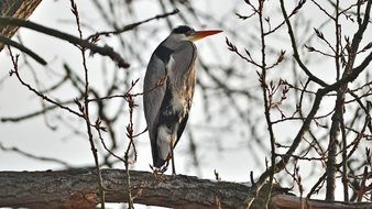 wild Grey Heron in winter time