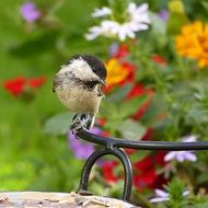 Marsh tit in the garden close-up on blurred background