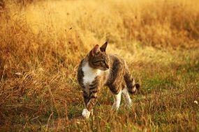 young cat in autumn