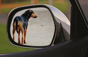 homeless dog in the side mirror
