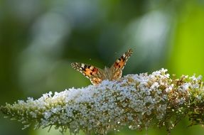 delicate butterfly on the white lilac close-up on blurred background