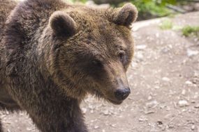 Portrait of brown bear